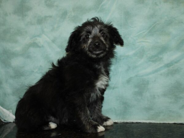 Mini Aussie Doodle DOG Female Black 9364 Petland Rome, Georgia