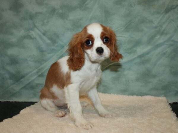 Cavalier King Charles Spaniel DOG Male Blenheim 9366 Petland Rome, Georgia