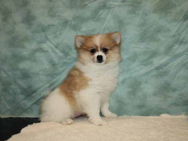 Pomeranian DOG Female Orange / White 9363 Petland Rome, Georgia