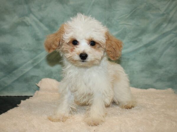 Bichapoo DOG Male Apricot 9367 Petland Rome, Georgia