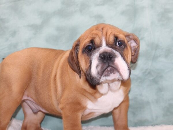 Bulldog DOG Male Red 9324 Petland Rome, Georgia