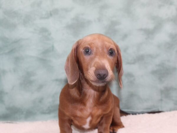 Dachshund DOG Male Isabella 9313 Petland Rome, Georgia