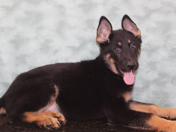 German Shepherd Dog DOG Male Black / Tan 9345 Petland Rome, Georgia