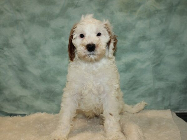 Miniature Goldendoodle DOG Male Wh and red 20267 Petland Rome, Georgia