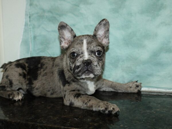 Frenchton-DOG-Male-Blue Merle-20217-Petland Rome, Georgia