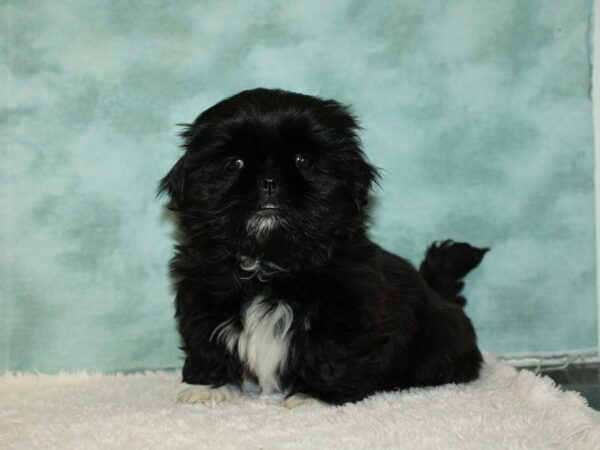 Shih Tzu DOG Female Black 9382 Petland Rome, Georgia