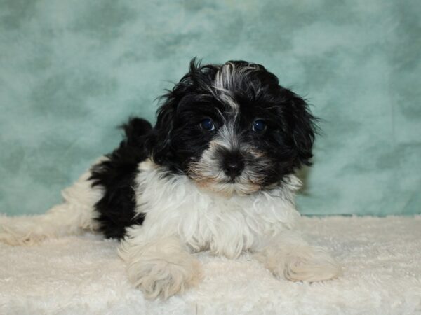 Maltipoo DOG Male Blk and Wh 20266 Petland Rome, Georgia