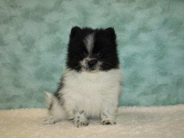 Pomeranian DOG Male Black / White 9371 Petland Rome, Georgia