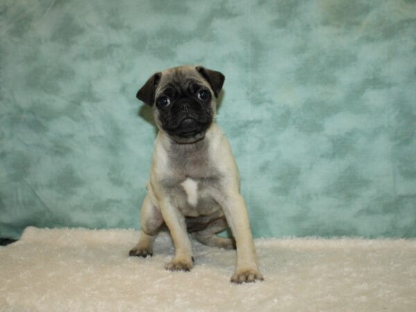 Pug DOG Female Fawn 20256 Petland Rome, Georgia