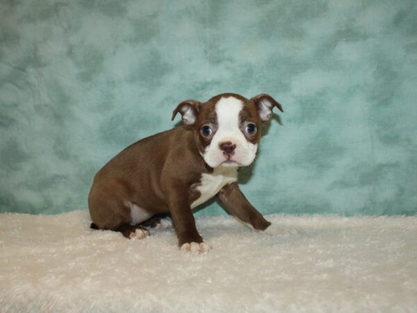 Boston Terrier DOG Female Red / White 20255 Petland Rome, Georgia