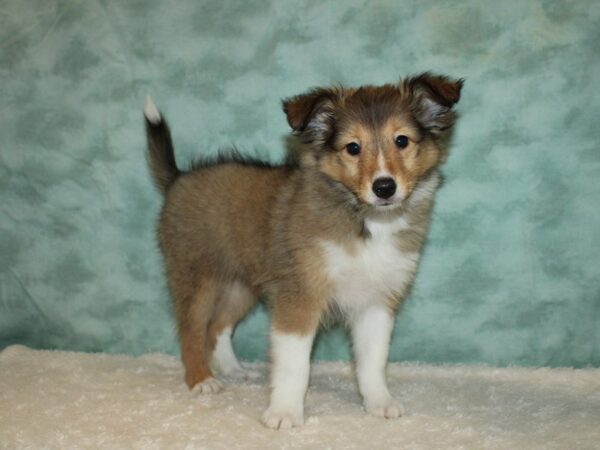 Shetland Sheepdog DOG Female Sable / White 20257 Petland Rome, Georgia