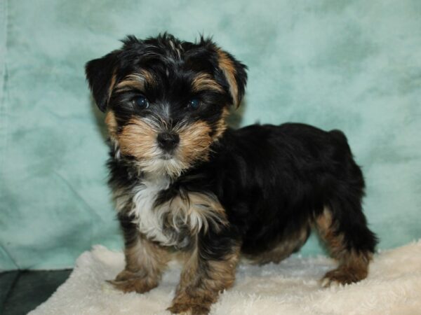 Yorkshire Terrier DOG Male Black / Tan 20259 Petland Rome, Georgia