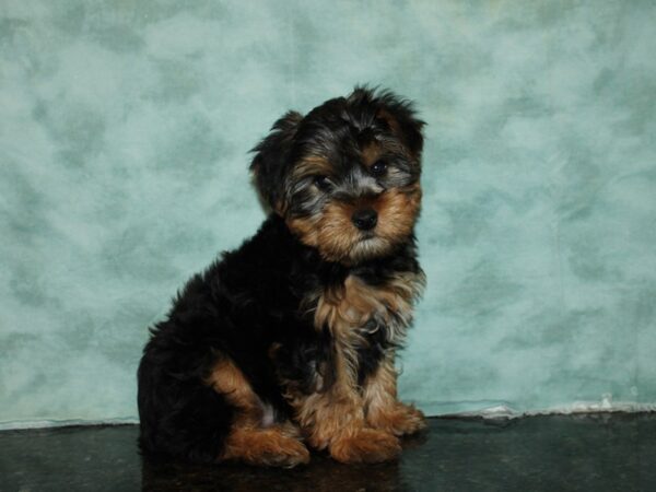 Yorkshire Terrier DOG Male Black / Tan 20260 Petland Rome, Georgia