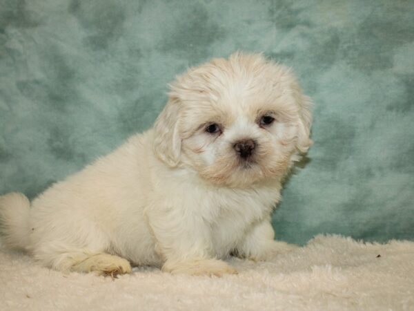 Teddy Bear-DOG-Female-White-9373-Petland Rome, Georgia