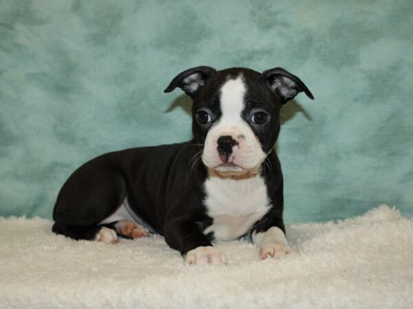 Boston Terrier DOG Female Black / White 9376 Petland Rome, Georgia