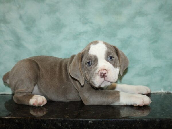 Olde English Bulldog-DOG-Female-Lilac / Tan-9375-Petland Rome, Georgia