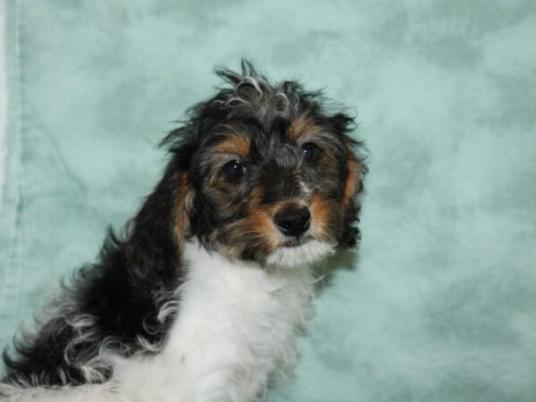 Cock A Poo 2nd Gen-DOG-Female-Black White / Tan-20262-Petland Rome, Georgia