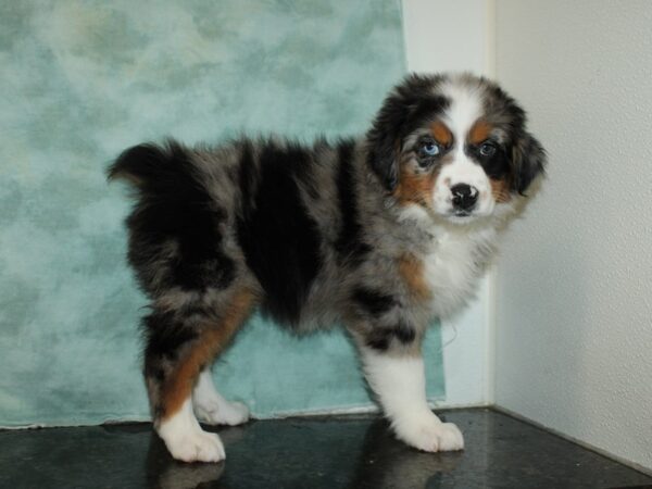 Australian Shepherd DOG Female Blue Merle 20253 Petland Rome, Georgia