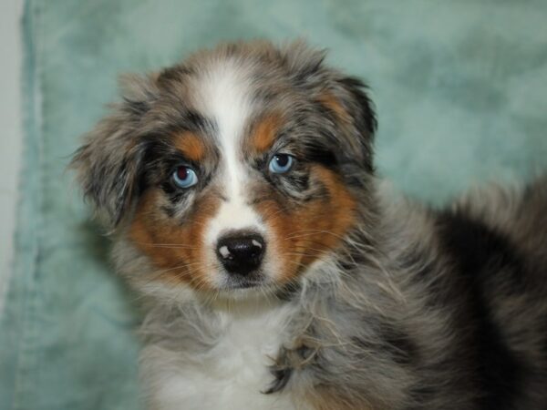 Australian Shepherd DOG Female Blue Merle 9370 Petland Rome, Georgia