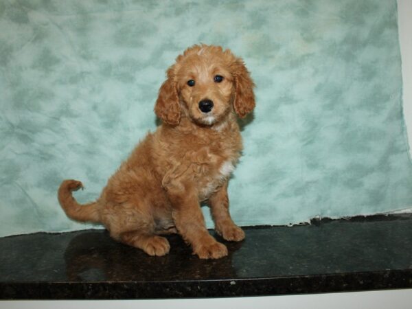 Goldendoodle Mini-DOG-Male-Apricot-9372-Petland Rome, Georgia