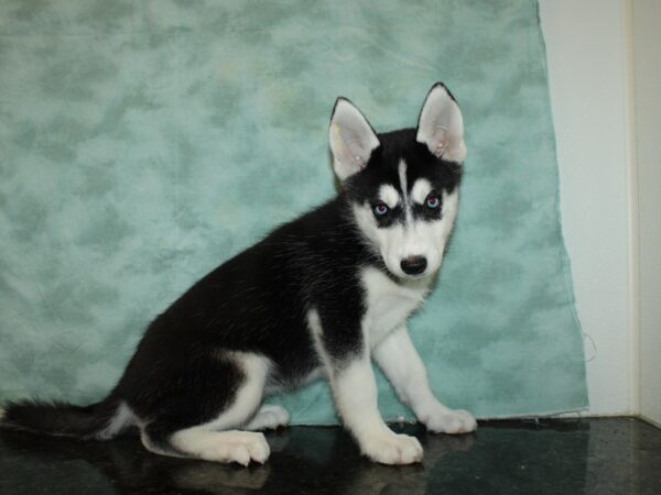 Siberian Husky DOG Female Black / White 9379 Petland Rome, Georgia