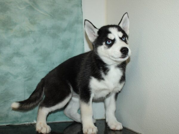 Siberian Husky DOG Female Black / White 9378 Petland Rome, Georgia