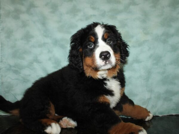 Bernese Mountain Dog DOG Female Black Rust / White 20254 Petland Rome, Georgia