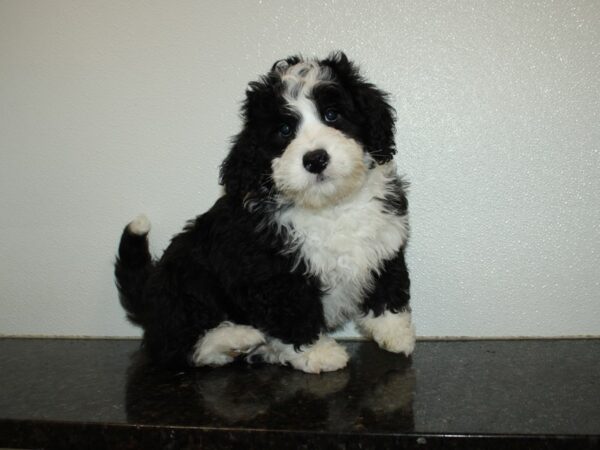 Bernadoodle Mini DOG Male Black / White 20263 Petland Rome, Georgia