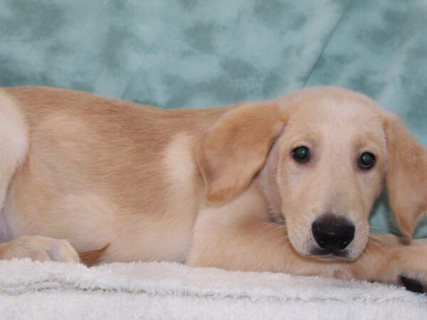 Golden Lab DOG Male Golden 9346 Petland Rome, Georgia