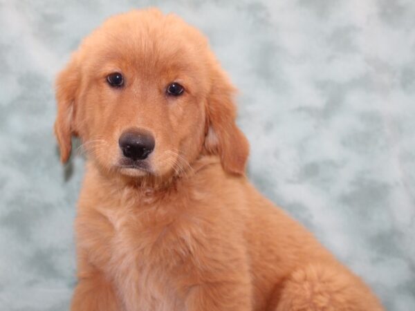 Golden Retriever DOG Female Red 9332 Petland Rome, Georgia