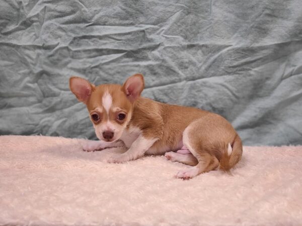 Chihuahua DOG Male Cream / White 9399 Petland Rome, Georgia