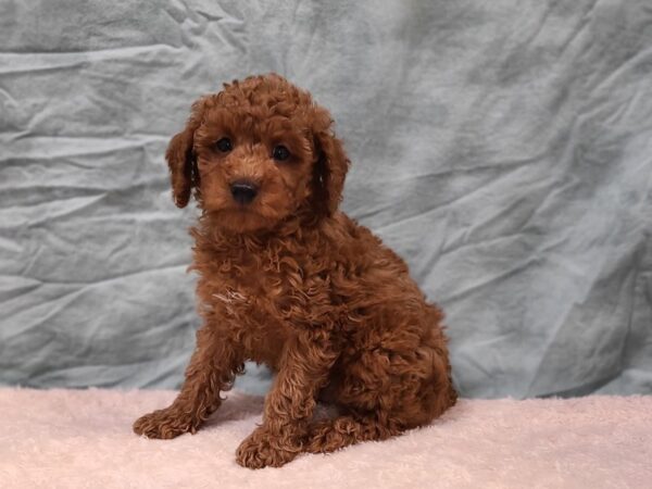 Poodle Mini DOG Male Red 9400 Petland Rome, Georgia