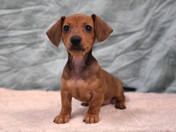 Dachshund DOG Female Red 20277 Petland Rome, Georgia