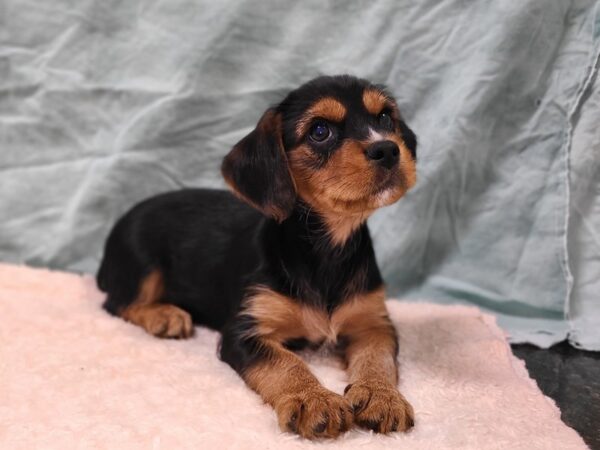 Yorkalier DOG Male Black / Tan 20288 Petland Rome, Georgia