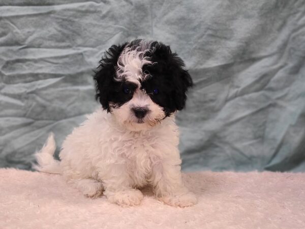 Teddy Bear DOG Female Brown / White 20284 Petland Rome, Georgia