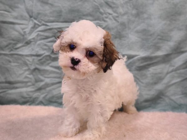 Teddy Bear DOG Male White / Brown 20285 Petland Rome, Georgia