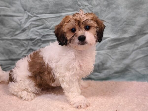 Teddy Bear DOG Male Brown / White 20286 Petland Rome, Georgia