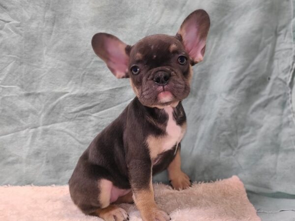 French Bulldog DOG Female Blue 20278 Petland Rome, Georgia