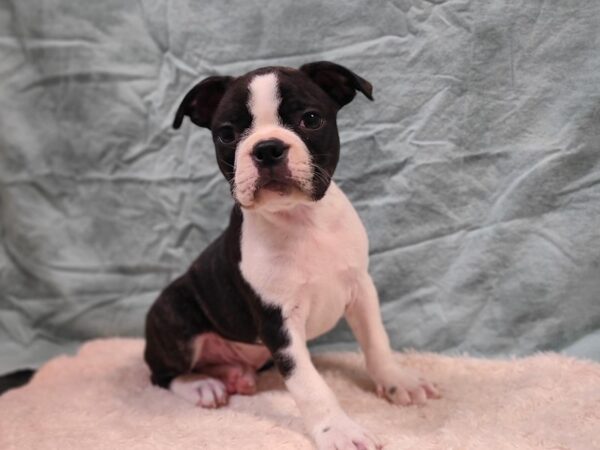 Boston Terrier DOG Male Black / White 20276 Petland Rome, Georgia