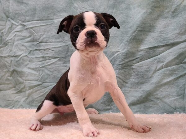 Boston Terrier DOG Female Black / White 9398 Petland Rome, Georgia