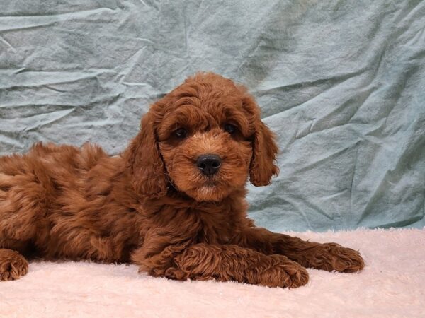 Goldendoodle Mini 2nd Gen DOG Male Red 9395 Petland Rome, Georgia