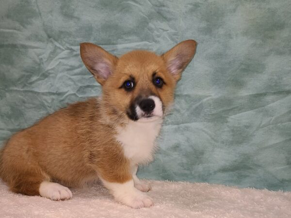 Pembroke Welsh Corgi DOG Male Red / White 9401 Petland Rome, Georgia