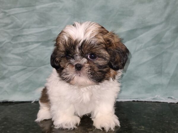 Shih Tzu DOG Male Brown / White 20281 Petland Rome, Georgia