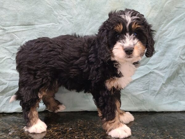 Bernedoodle Mini-DOG-Female-Tri-Colored-9393-Petland Rome, Georgia