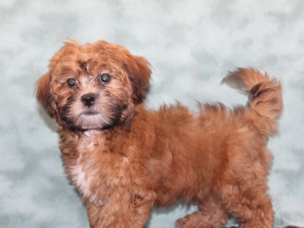 ShizaPoo-DOG-Female-Tri-Colored-9343-Petland Rome, Georgia