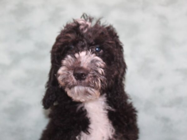 Mini Sheepadoodle-DOG-Male-Black & White-9329-Petland Rome, Georgia