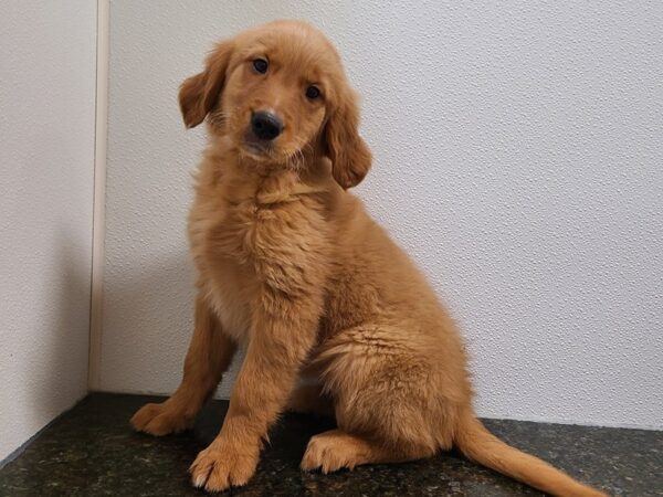 Golden Retriever DOG Female Red 20273 Petland Rome, Georgia