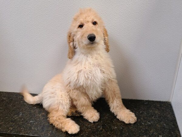 Goldendoodle 2nd Gen DOG Male Golden 20274 Petland Rome, Georgia