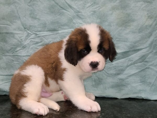 Saint Bernard DOG Male Sable / White 20279 Petland Rome, Georgia