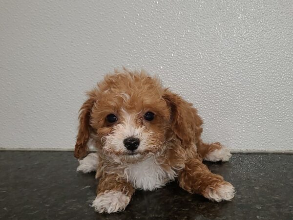 Poodle-DOG-Male-Apricot-20271-Petland Rome, Georgia